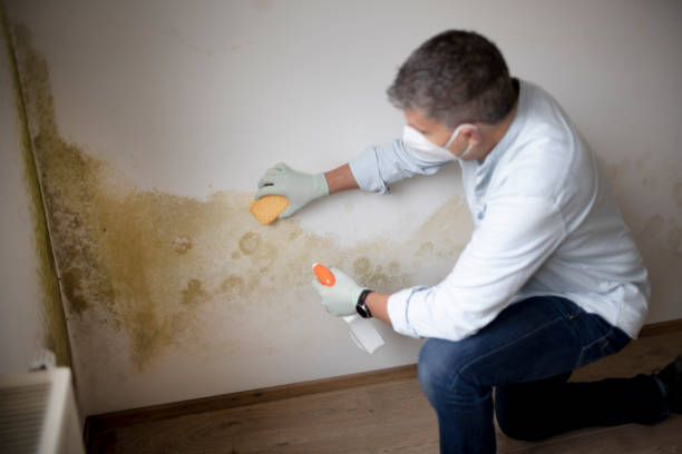 Best Airborne Mold Testing  in Mathews, LA